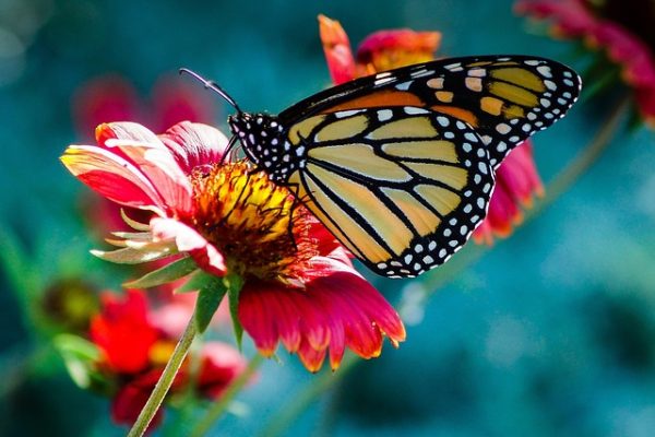 butterfly-743531_640