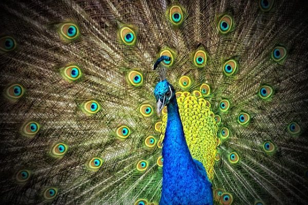 indian-peafowl-50515_640